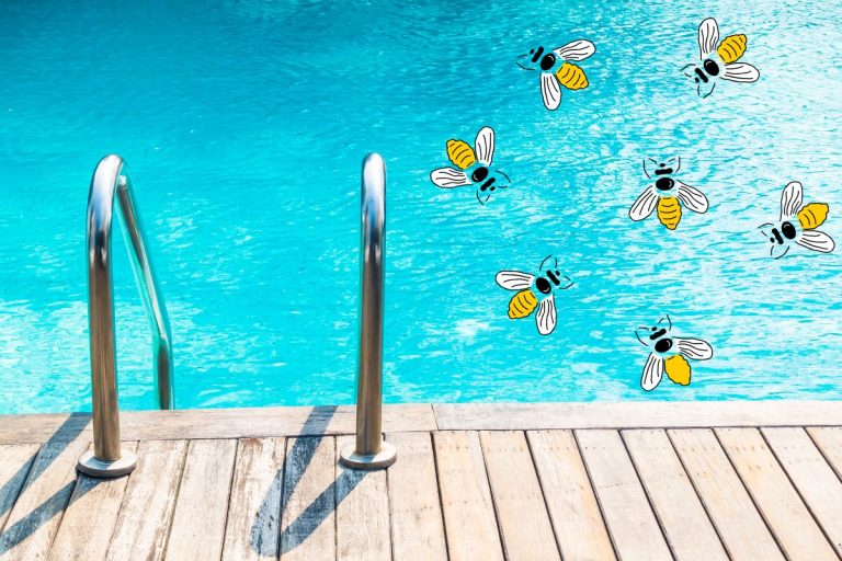 Un répulsif pour éloigner les guêpes de la piscine naturellement