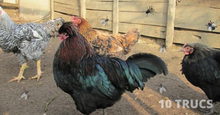 Comment se débarrasser des mouches dans le poulailler?