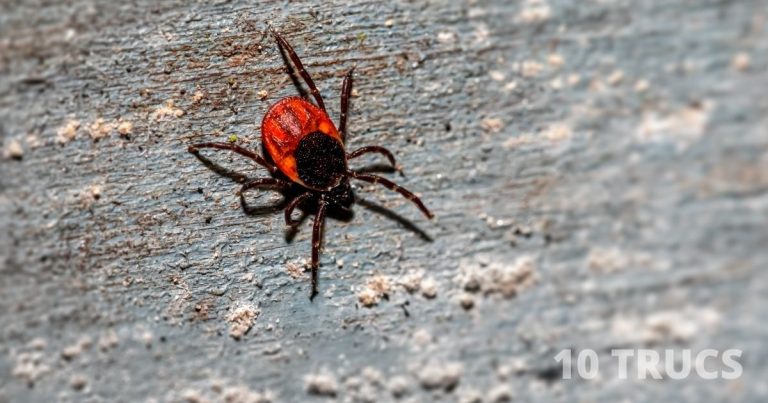 Comment se débarrasser des tiques dans le jardin?