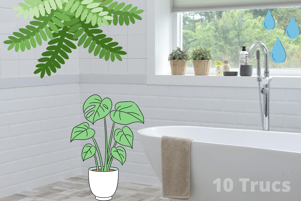 10 plantes qui absorbent l'humidité dans la maison