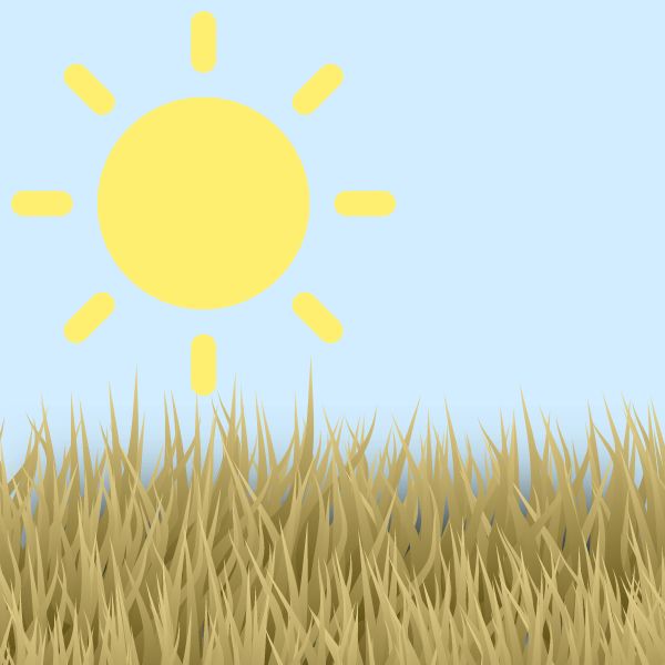 Gazon brûlé par le soleil et la chaleur