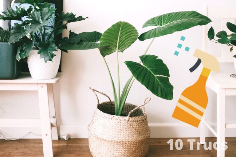 Astuces pour nettoyer les feuilles des plantes vertes