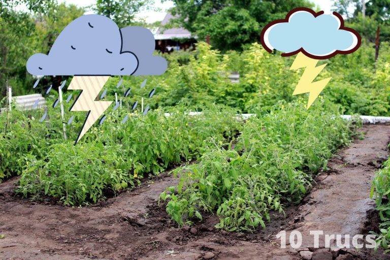 Comment protéger son jardin des orages?