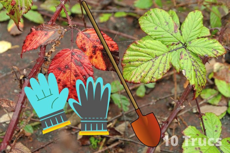 5 astuces pour se débarrasser des ronces
