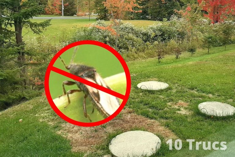Astuces pour se débarrasser des punaises de gazon