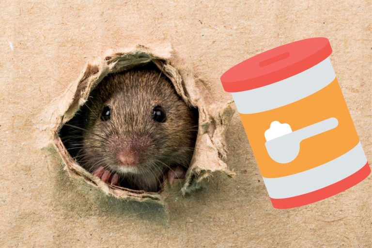 Se débarrasser des souris avec du bicarbonate
