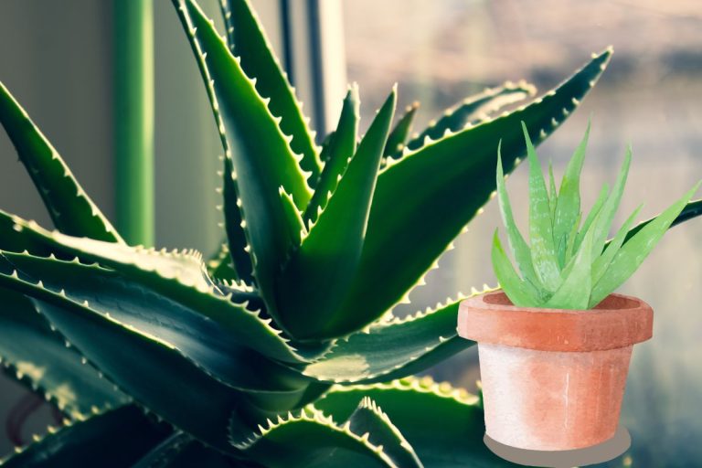 Truc pour faire pousser de l'aloe vera en pot à l'intérieur