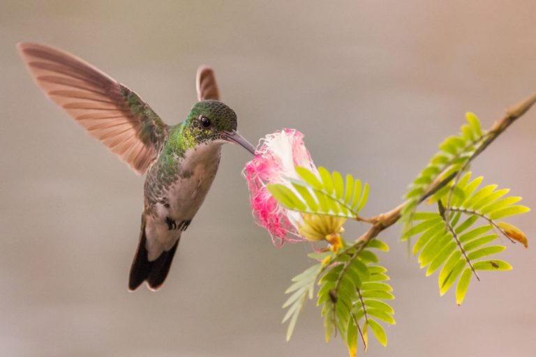 Truc pour attirer les colibris dans son jardin
