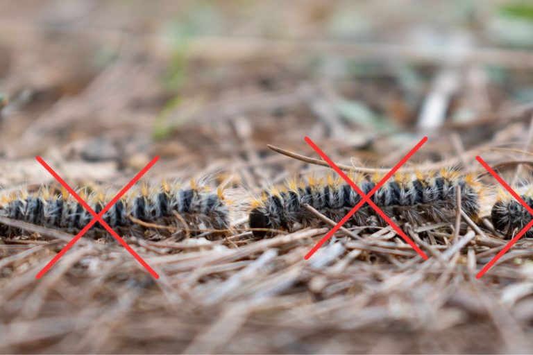 Truc pour se débarrasser naturellement des chenilles processionnaires du pin
