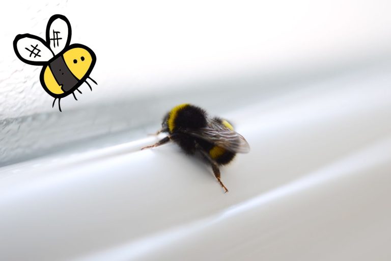 Truc pour éloigner les bourdons naturellement