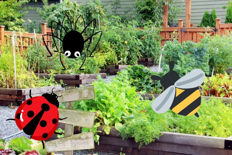 Les insectes utiles au jardin potager