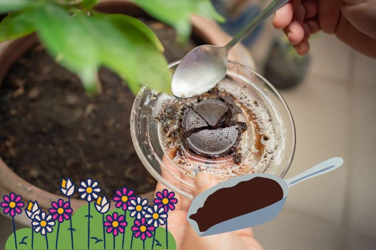 Du marc de café pour le jardin et les plantes