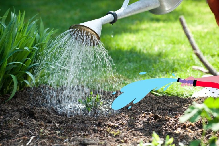 Trucs et astuces pour économiser de l'eau au jardin