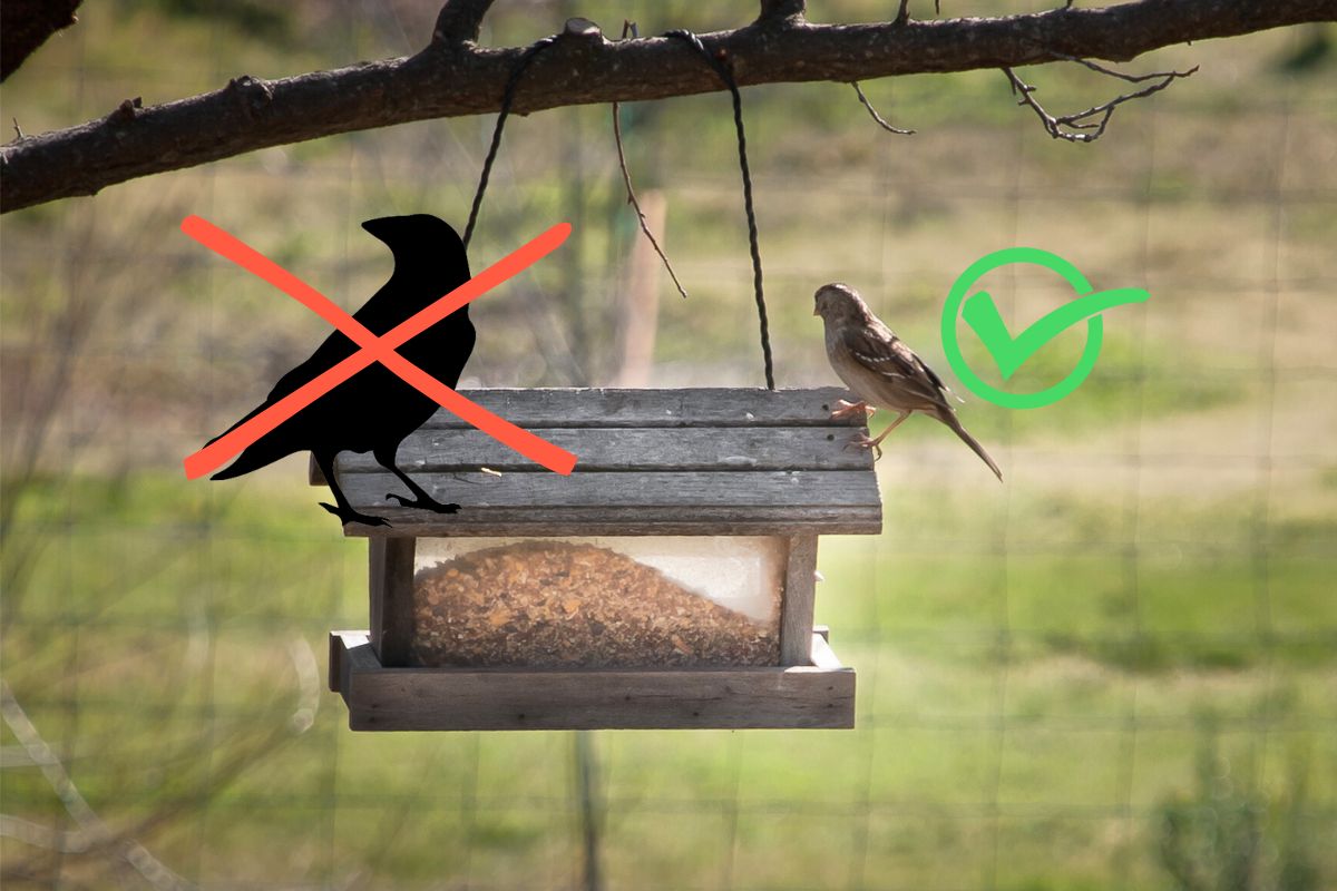 astuce pour éloigner les oiseaux noirs des mangeoires