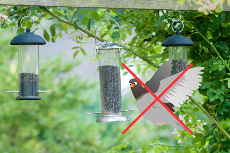 Truc pour éloigner les pigeons des mangeoires d'oiseaux