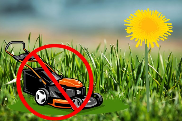 Voici pourquoi il ne faut pas tondre sa pelouse en mai