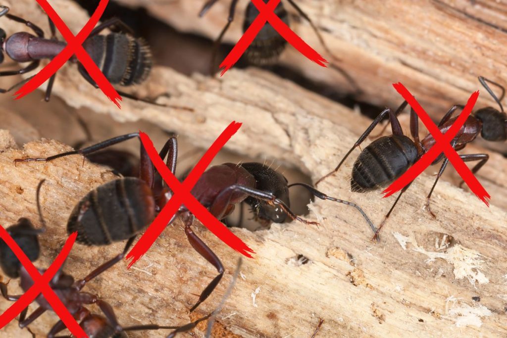 Remède de grand-mère contre les araignées rouges