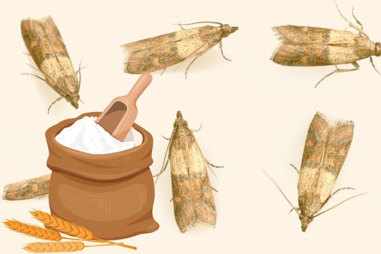 Truc et astuce pour se débarrasser des mites alimentaires