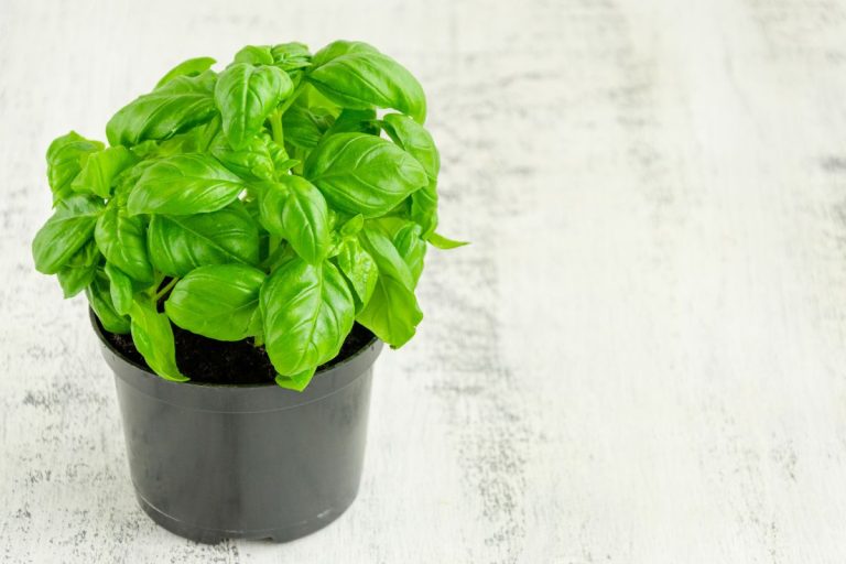 Truc pour faire durer le basilic en pot plus longtemps