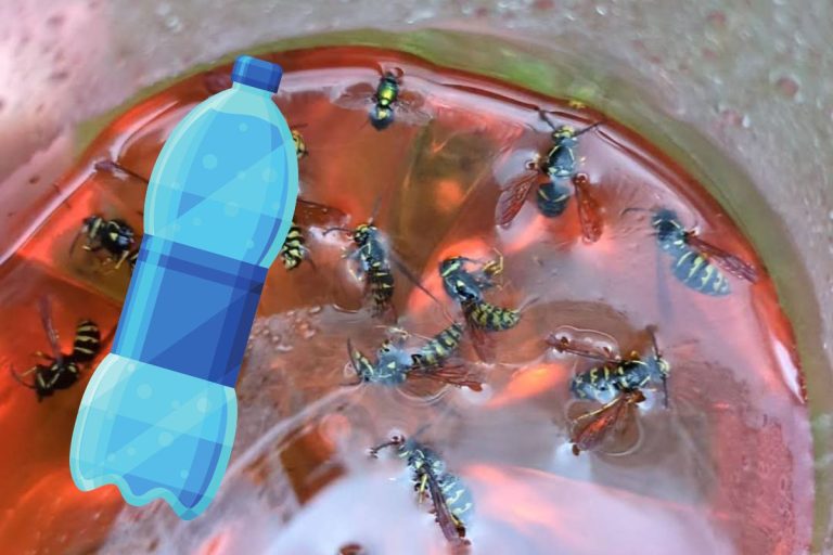 Un piège à guêpe avec une bouteille de plastique