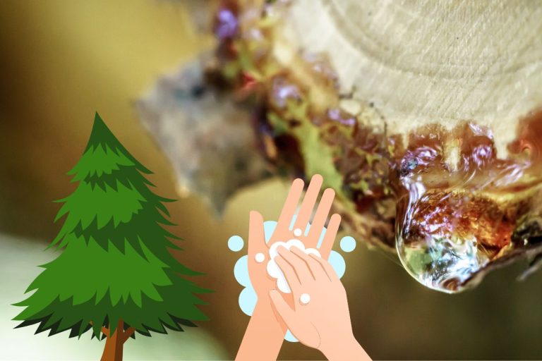 Trucs et astuces pour enlever de la gomme de sapin sur les mains
