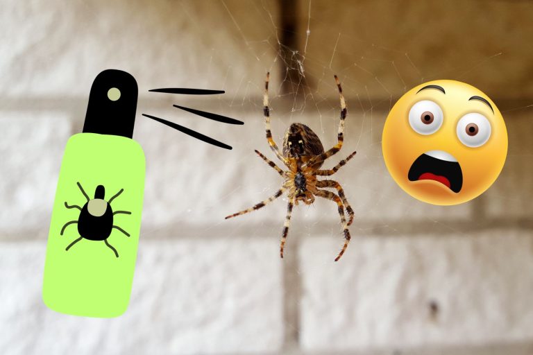 Faire un répulsif maison en spray pour éloigner les araignées