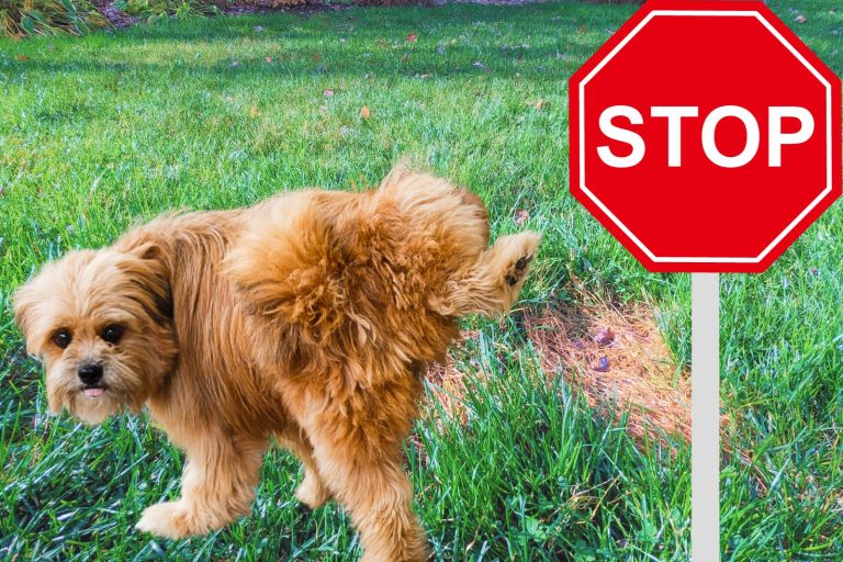 Astuce pour empêcher les taches jaunes sur le gazon à cause du pipi de chien