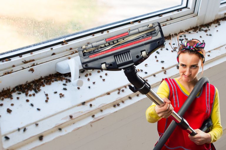 Le meilleur truc pour éliminer les coccinelles est la balayeuse