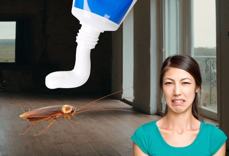 Éliminer les cafards avec du dentifrice