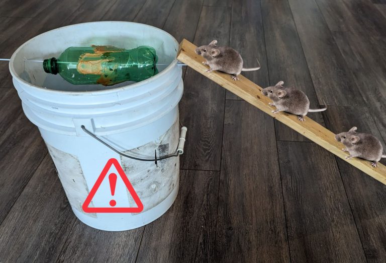 Fabriquer un piège à souris avec une bouteille et un seau