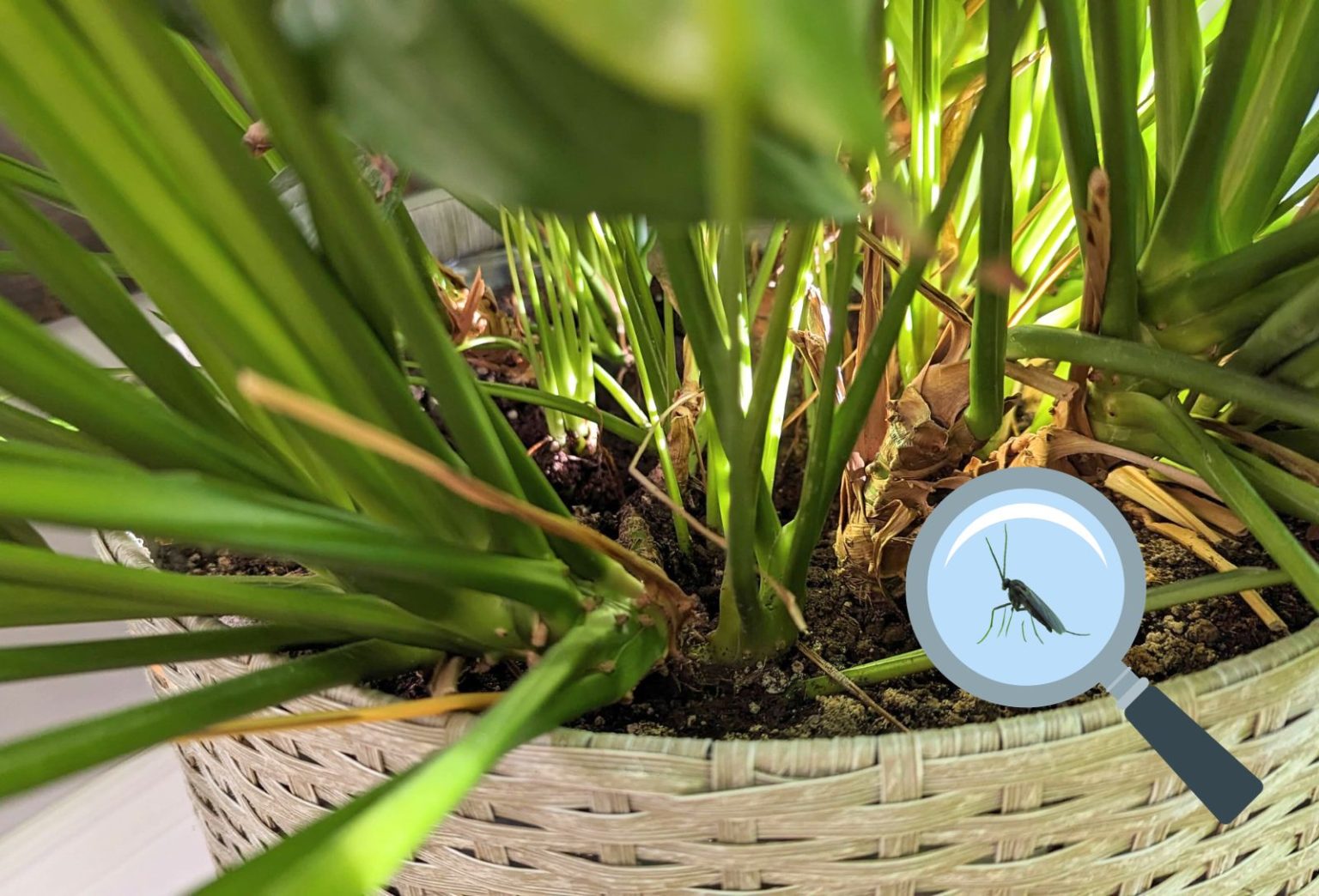 Remède De Grand-mère Pour éloigner Les Abeilles Comment éloigner les abeilles ? 10 remèdes de grand-mère