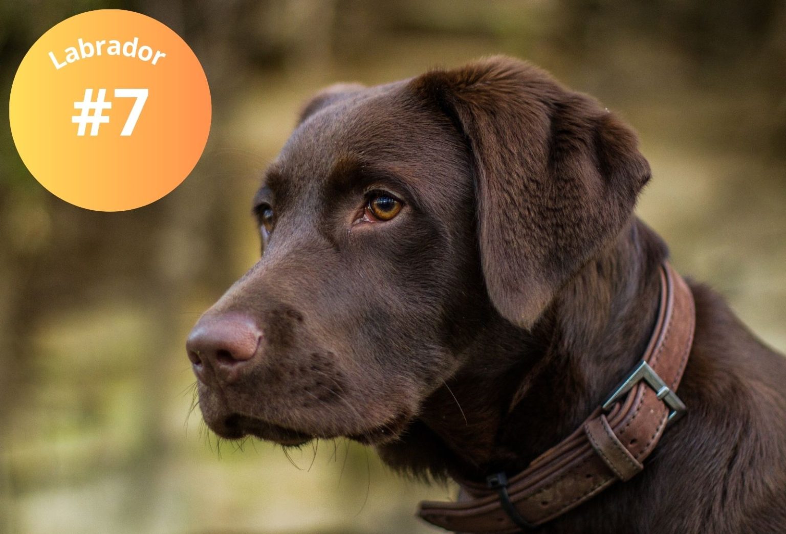 Top 10 des chiens les plus intelligents