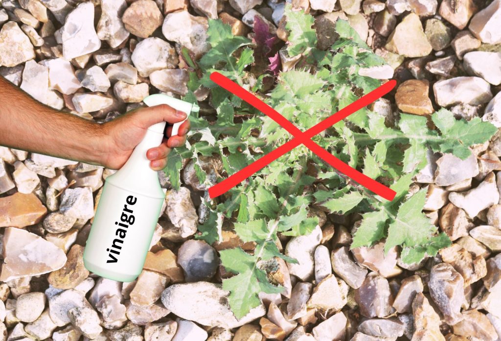 Trucs et astuces pour tuer les mauvaises herbes entre les dalles
