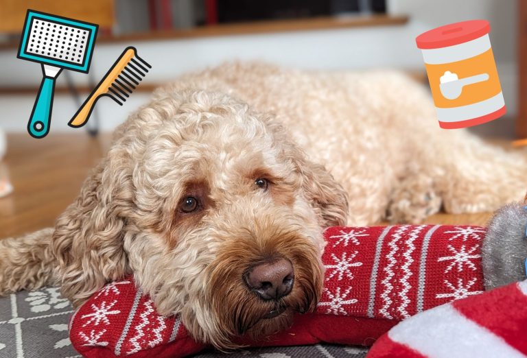 Faire un shampoing sec pour chien avec du bicarbonate de soude