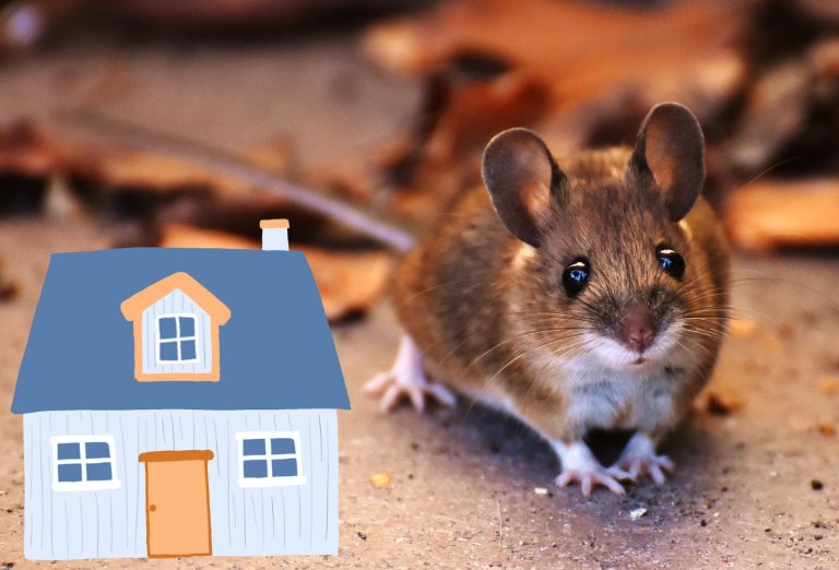 Répulsif naturel pour éloigner les souris de la maison