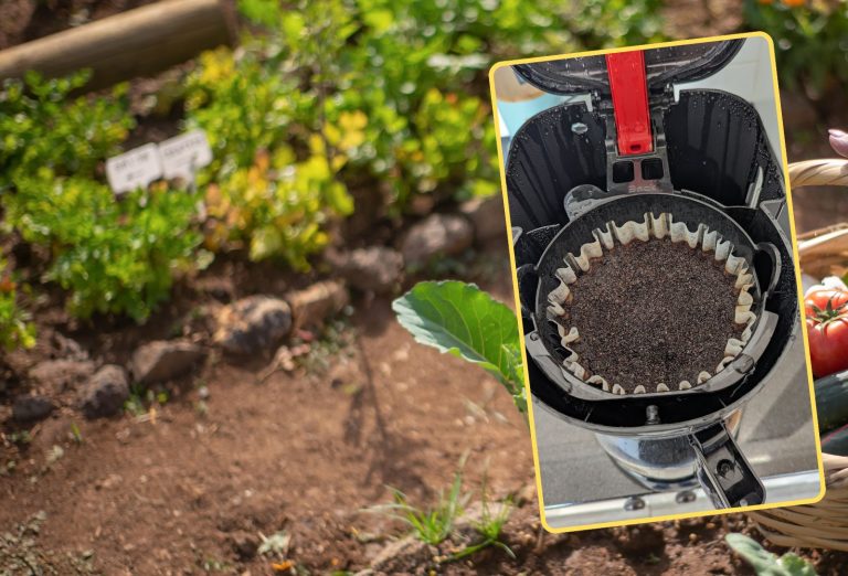 Le marc de café pour le jardinage
