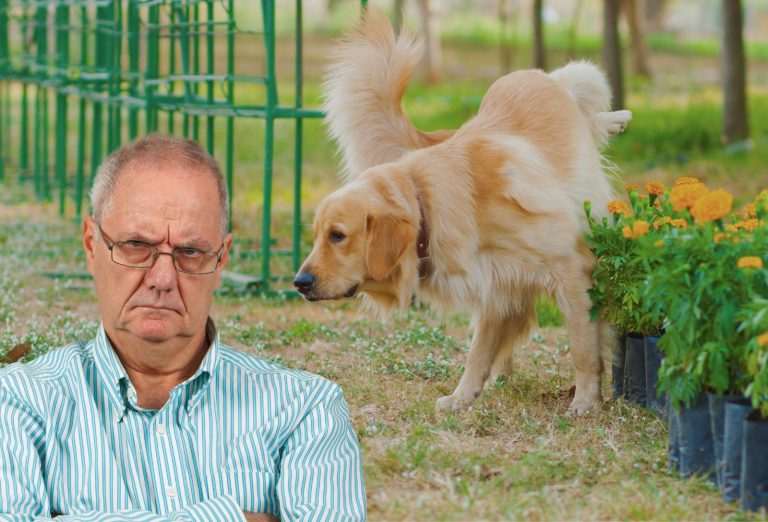 trucs et astuces pour empêcher un chien de faire pipi sur les plantes